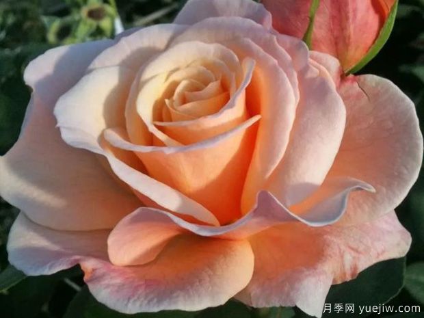 快樂的一天月季的優(yōu)缺點(diǎn)是什么？(圖1)