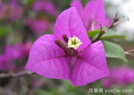 盆栽三角梅怎么修剪？三角梅盆景的修剪方法(圖1)