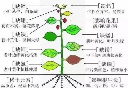 月季底肥如何使用？正確用肥才能讓花長(zhǎng)得旺盛(圖2)