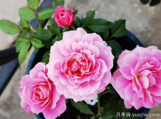 牡丹花，養(yǎng)護小知識(圖1)