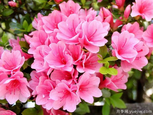 杜鵑花，介紹與養(yǎng)護(hù)小知識(圖1)
