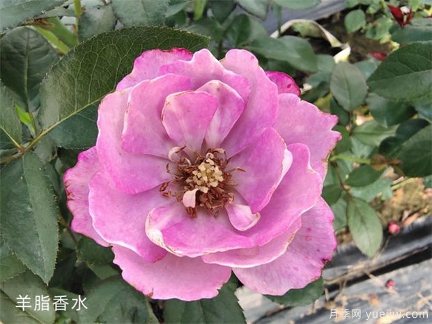 花友淘汰掉的10種月季，缺點(diǎn)多于優(yōu)點(diǎn)，是這樣嗎(圖7)