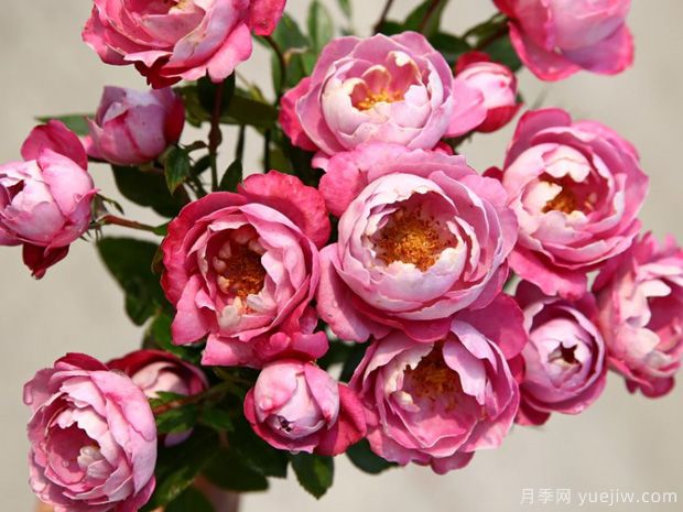 推薦6個(gè)優(yōu)秀切花月季，芳香花大瓶插美麗(圖2)