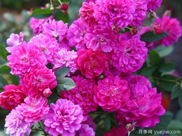十大濃香月季排行榜，種一棵滿室飄香(圖4)