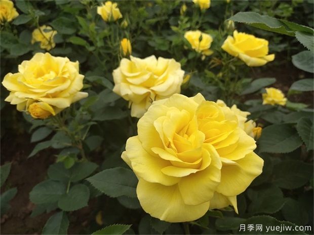 分享10種大花月季品種，開花鮮艷，香味清新(圖9)