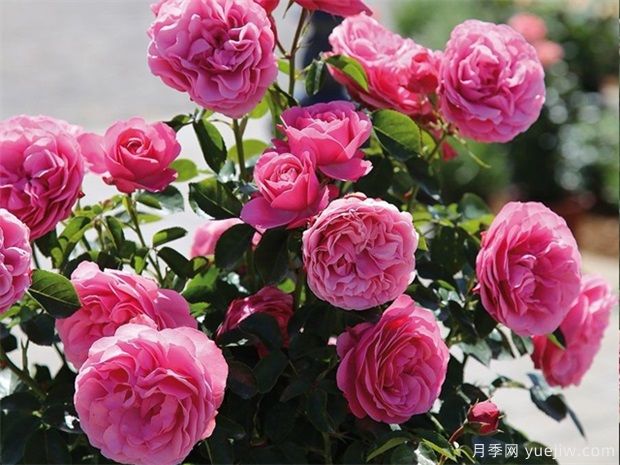 藤本月季粉色達(dá)芬奇的優(yōu)缺點(diǎn)是什么？(圖2)