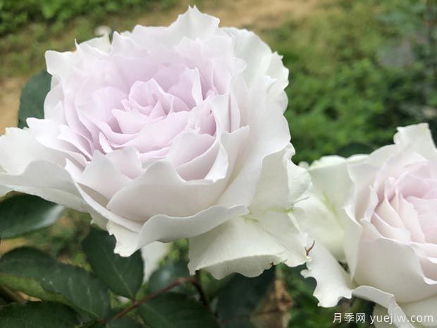 有沒有一款月季，顏值高到讓你永遠也不會淘汰？(圖1)