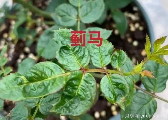 月季常見(jiàn)的病蟲(chóng)害以及治療的有效藥物(圖3)