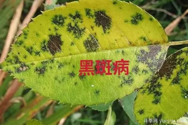 月季常見(jiàn)的病蟲(chóng)害以及治療的有效藥物(圖1)