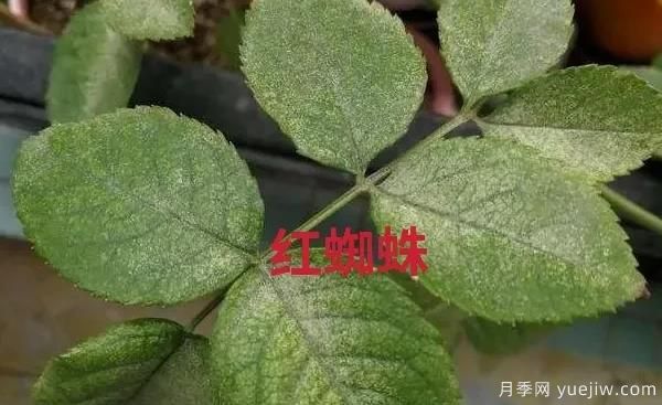 月季常見(jiàn)的病蟲(chóng)害以及治療的有效藥物(圖2)