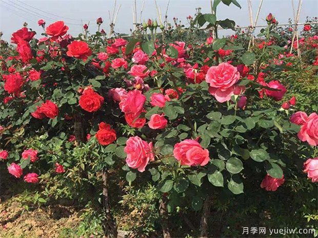 園林苗木配植需要記住哪些問題？(圖1)