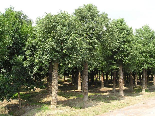 北方種植香樟樹容易發(fā)生凍害后如何進(jìn)行復(fù)壯(圖1)