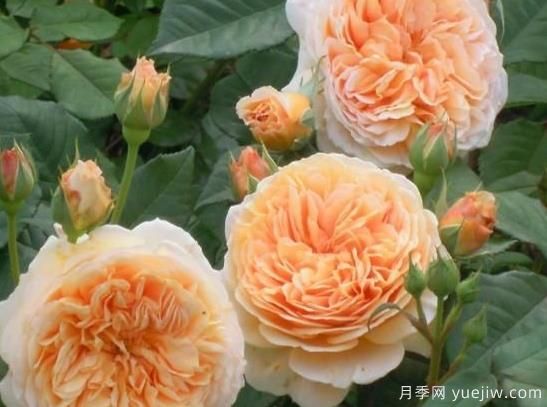 入秋養(yǎng)月季推薦5個品種，耐熱耐寒抗性強開花美(圖3)