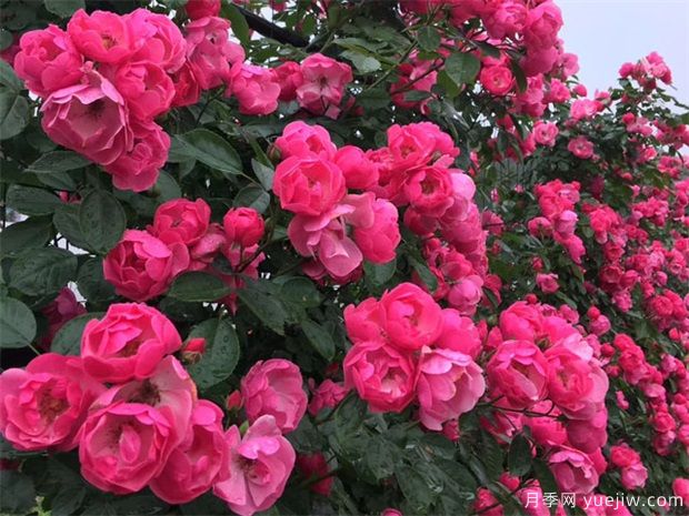 綠籬，讓你的花園與眾不同！(圖1)
