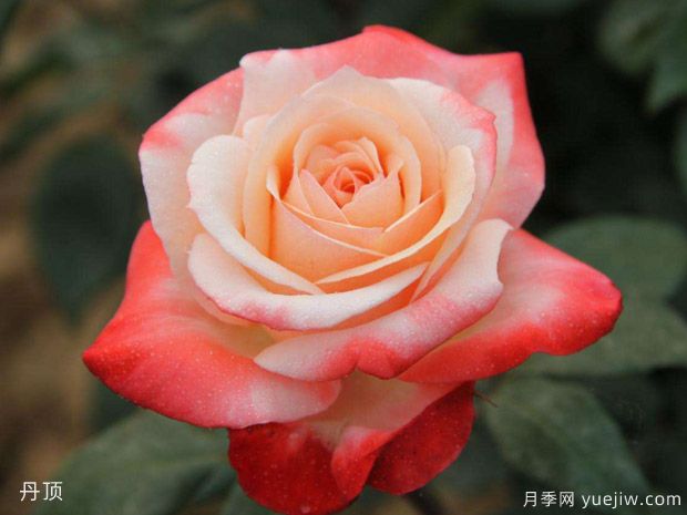 玫瑰月季薔薇傻傻分不清，只要3個方法一眼就認(rèn)出來(圖1)