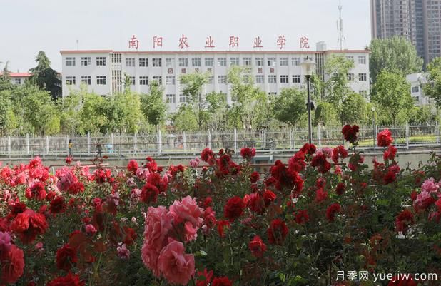 南陽農(nóng)業(yè)職業(yè)學(xué)院月季種質(zhì)創(chuàng)制與快速繁殖實(shí)驗(yàn)室成為市級(jí)重點(diǎn)實(shí)驗(yàn)室(圖1)
