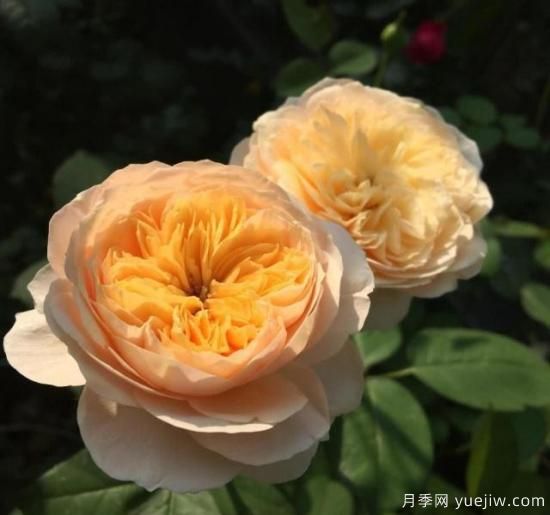 真宙月季和朱麗葉月季的區(qū)別，優(yōu)缺點一目了然(圖3)