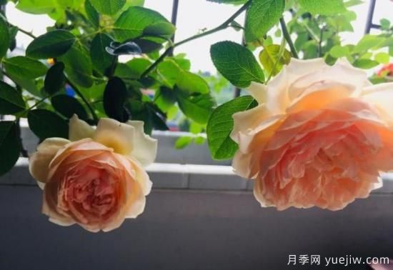 真宙月季和朱麗葉月季的區(qū)別，優(yōu)缺點一目了然(圖4)