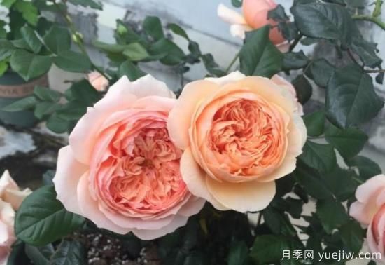 真宙月季和朱麗葉月季的區(qū)別，優(yōu)缺點一目了然(圖6)