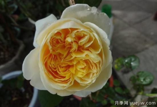 真宙月季和朱麗葉月季的區(qū)別，優(yōu)缺點一目了然(圖9)