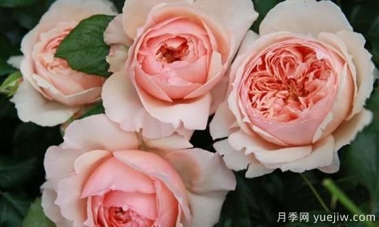 真宙月季和朱麗葉月季的區(qū)別，優(yōu)缺點一目了然(圖8)