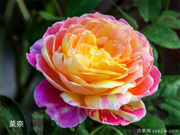 近三年***受花友喜愛的月季品種排名榜，屬實嗎(圖3)