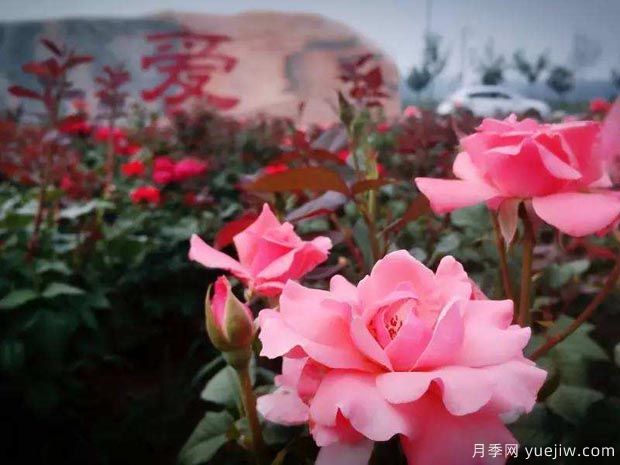 月季名園：北京愛(ài)情海玫瑰文化博覽園(圖1)
