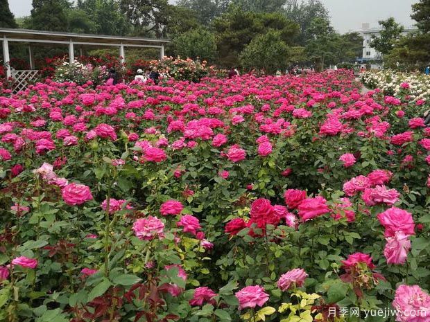 路邊月季沒人管瘋狂開花，家里的月季卻蔫不拉幾？(圖1)