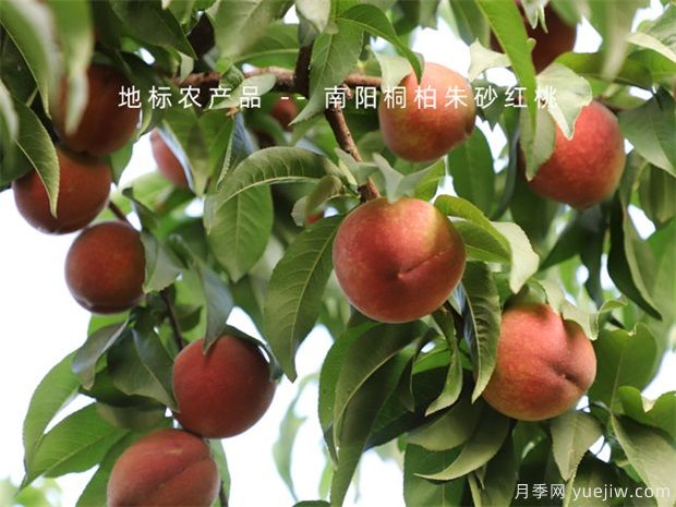 防治果樹病蟲害，選好時機效果好(圖1)