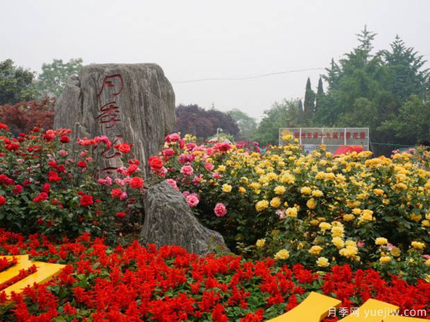 商業(yè)區(qū)綠化景觀設計和植物運用(圖1)