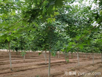 元寶楓的價(jià)格一路上漲，大規(guī)格優(yōu)質(zhì)苗一株能賣上萬元(圖2)