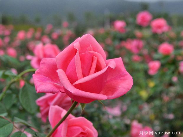 月季簡介，月季繁育和養(yǎng)護(hù)方法，延長月季花期的措施(圖2)