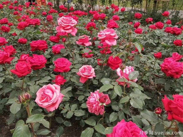 月季簡介，月季繁育和養(yǎng)護(hù)方法，延長月季花期的措施(圖3)