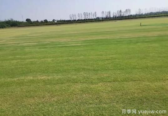 秋季草坪防除雜草需要注意啥？(圖1)