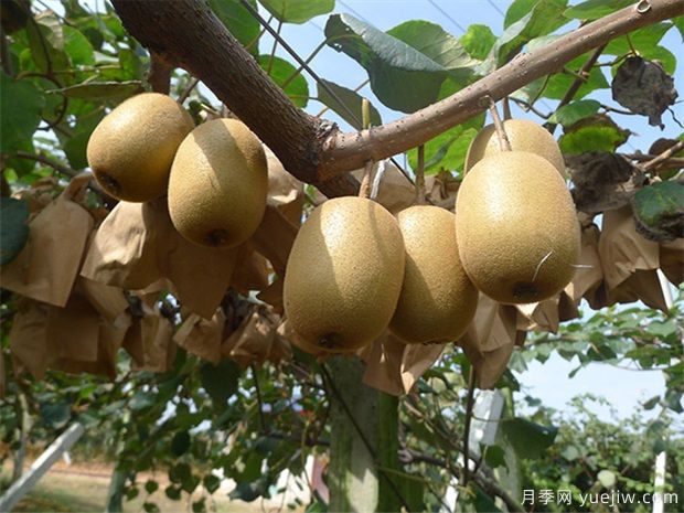 獼猴桃栽植失敗原因分析及改進技術(圖1)