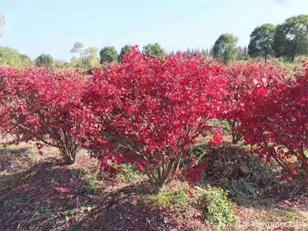 想通過彩葉苗木賺錢，哪些苗木品種***暢銷(圖1)