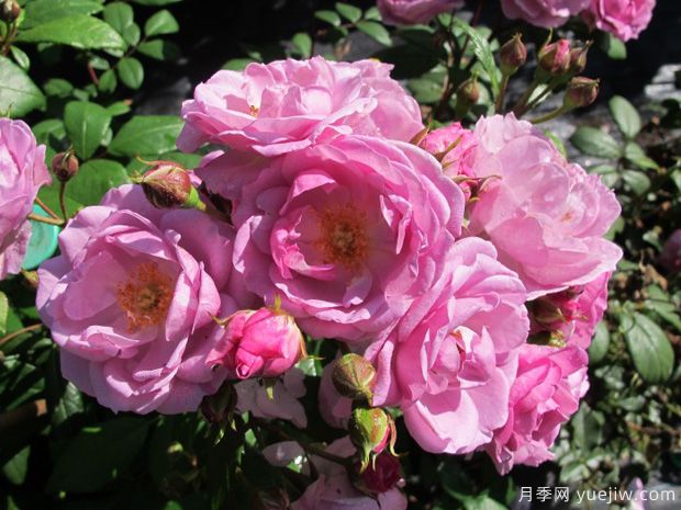 丁香花束月季的優(yōu)缺點是什么？(圖1)