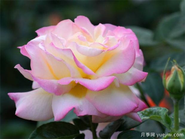 如何在冬季管理好月季？做好4件事(圖1)