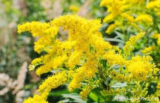 加拿大一枝黃花的危害與防除？(圖1)