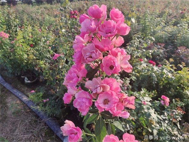 月季花有六大品系，來科普下(圖3)