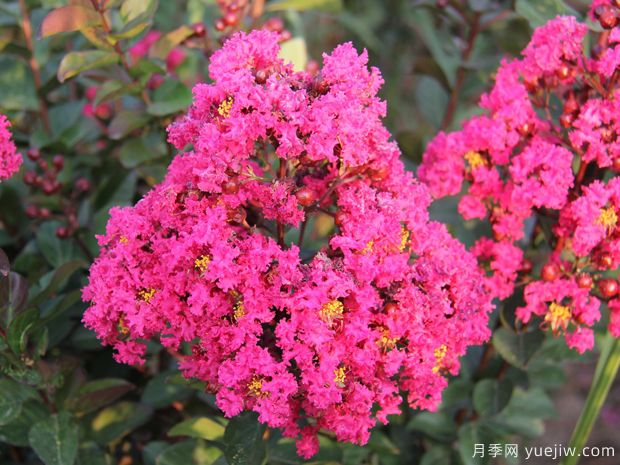 紫薇，養(yǎng)殖紫薇花的5大要點(圖1)