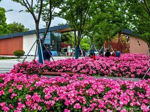 市政園林的時令花卉如何養(yǎng)護？(圖1)