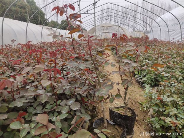 大棚月季花卉種植需要關(guān)注哪些常見問題？(圖1)