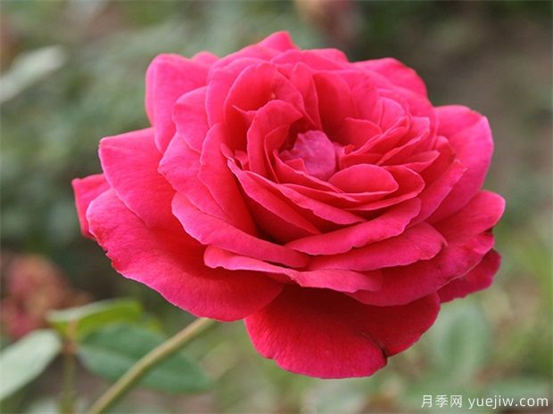包頭可以種植月季嗎？月季花盛開不是夢(圖1)