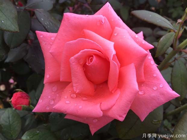 阿曼達路易絲月季的優(yōu)缺點是什么？(圖1)