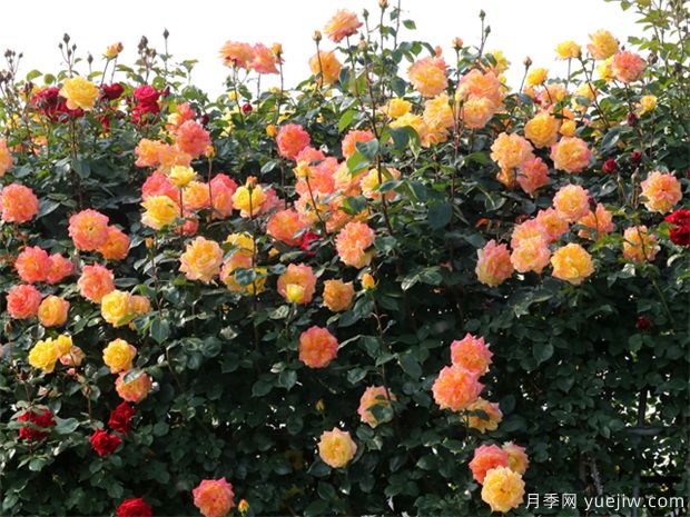 植物景觀的應(yīng)用：喬木與灌木的應(yīng)用與表達(圖2)