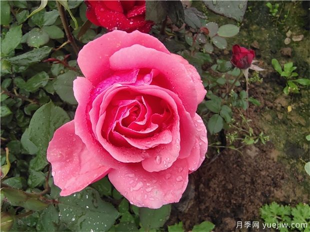 薔薇、月季、玫瑰被稱作“薔薇三姐妹”，對嗎(圖1)