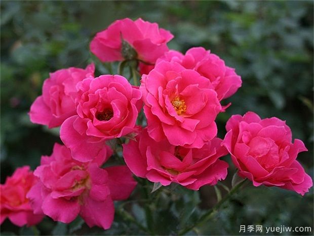 玫瑰花有幾種？栽植哪種好？ 哪種玫瑰花好(圖1)
