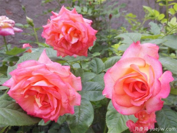 怎樣管理月季才會長勢好，開花多？(圖1)