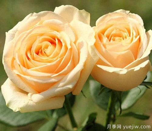 香檳玫瑰的花語(yǔ)是什么？不同朵數(shù)香檳玫瑰花語(yǔ)大全？(圖1)